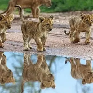 Explore The Ultimate 7-Day Tanzania Big Five Safari: Majesty of Africa's Iconic Wildlife at reasonable Price. for 7 days with Africa Natural Tours and discover unforgettable experiences - Photo 3