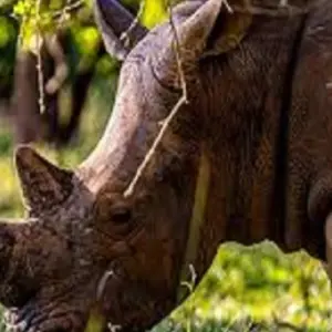 Explore 5 days Eastern and Central Serengeti migration safari with reasonable price for 5 days with Africa Natural Tours and discover unforgettable experiences - Photo 2