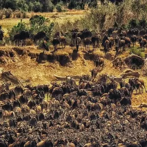 Explore Ultimate 7 days Western Corridor Serengeti Migration Safari. for 7 days with Africa Natural Tours and discover unforgettable experiences - Photo 5