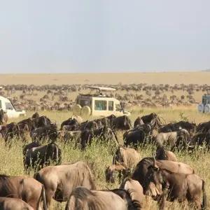 Explore Best 7 days North Serengeti migration safari Mara River Crossing with Reasonable Prices. for 7 days with Africa Natural Tours and discover unforgettable experiences - Photo 7