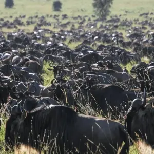 Explore Ultimate 7 days Western Corridor Serengeti Migration Safari. for 7 days with Africa Natural Tours and discover unforgettable experiences - Photo 7