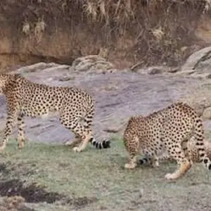 Explore Our Best 3-Day Kenya Safari, Africa: Wildlife Experience Tour for 3 days with Africa Natural Tours and discover unforgettable experiences - Photo 3
