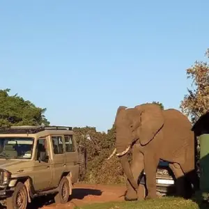 Explore Best 5 days Tanzania Family Tour with Reasonable Prices for 5 days with Africa Natural Tours and discover unforgettable experiences - Photo 6