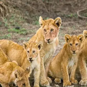 Explore Discover the Thrilling 3 days Tanzania Safari from Zanzibar. for 3 days with Africa Natural Tours and discover unforgettable experiences - Photo 2