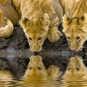 Explore Best 7 days Tanzania Family Tour Itinerary with Reasonable prices for 7 days with Africa Natural Tours and discover unforgettable experiences - Photo 8