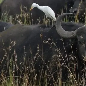 Explore Experience the Ultimate 5-day Tanzania Safari from Zanzibar for 5 days with Africa Natural Tours and discover unforgettable experiences - Photo 3