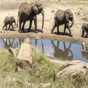 Explore Experience the Thrilling 2 Days Tanzania Safari from Zanzibar. for 2 days with Africa Natural Tours and discover unforgettable experiences - Photo 5