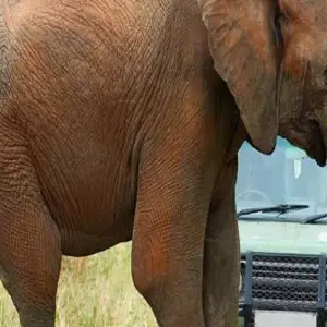 Explore Experience the Ultimate 5-day Tanzania Safari from Zanzibar for 5 days with Africa Natural Tours and discover unforgettable experiences - Photo 4