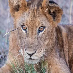 Explore Discover The Most Latest Updates About Our Best 2 Day Masai Mara Group Joining  Safari  In Kenya for 2 days with Africa Natural Tours and discover unforgettable experiences - Photo 6