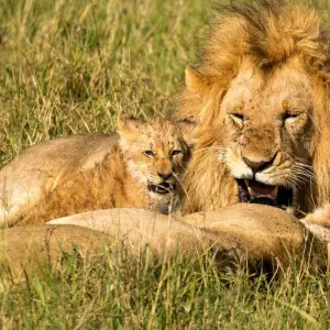 Explore Ultimate African Adventure: Experience Kenya, Tanzania & Zanzibar's Pristine Wonders in Just 13 Days. for 13 days with Africa Natural Tours and discover unforgettable experiences - Photo 5