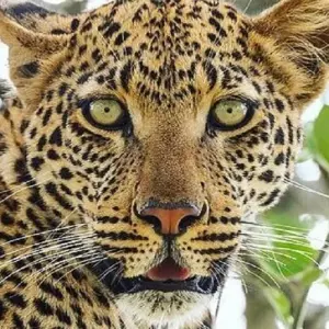 Explore Discover Our Top Best 4-day Tanzania joining group safari: The world's Famous Tanzania Group Safari for 4 days with Africa Natural Tours and discover unforgettable experiences - Photo 4