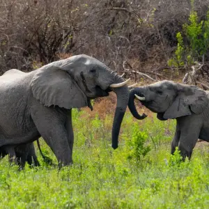 Explore Best 1 day Serengeti safari from Mwanza with Reasonable Price. for 1 days with Africa Natural Tours and discover unforgettable experiences - Photo 4