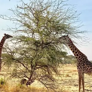 Explore 2 days Kilimanjaro day hike and Tanzania Safari to Tarangire- the short and excellent tour package with a reasonable price for 2 days with Africa Natural Tours and discover unforgettable experiences - Photo 7