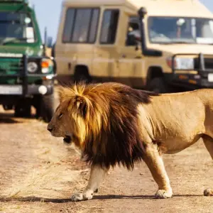 Explore Best 1 day Serengeti safari from Mwanza with Reasonable Price. for 1 days with Africa Natural Tours and discover unforgettable experiences - Photo 6