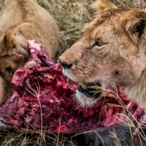 Explore One-day Ngorongoro Crater Safari Trip. for 1 days with Africa Natural Tours and discover unforgettable experiences - Photo 5