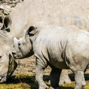 Explore One-day Ngorongoro Crater Safari Trip. for 1 days with Africa Natural Tours and discover unforgettable experiences - Photo 6