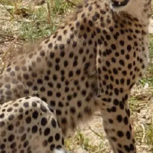 Explore 8 Days Mikumi NP, Ruaha NP and Nyerere NP (Selous GR) the best of Southern Tanzania. for 8 days with African Pangolin Safaris and discover unforgettable experiences - Photo 8