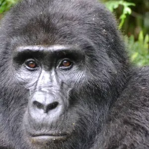Explore 3 Days Bisoke Hike and Twin Lakes Experience and beekeeping Rwanda Safaris (without accommodation) for 3 days with African Travellers and discover unforgettable experiences - Photo 4