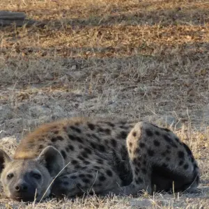 Explore 3 Days Nyerere NP (formerly Selous Game Reserve) Mid-Range Accommodation. for 3 days with African Pangolin Safaris and discover unforgettable experiences - Photo 9
