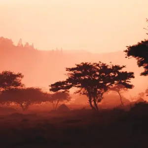 Explore 3 Days Bisoke Hike and Twin Lakes Experience and beekeeping Rwanda Safaris (without accommodation) for 3 days with African Travellers and discover unforgettable experiences - Photo 5