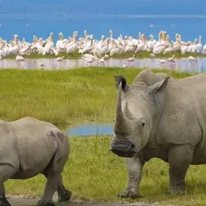 Explore 4-Days Private Midrange Safari: Serengeti National Park for 4 days with African Polecat Safaris and discover unforgettable experiences - Photo 5