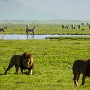 Explore 4-Days Private Midrange Safari from and to Zanzibar for 4 days with African Polecat Safaris and discover unforgettable experiences - Photo 7