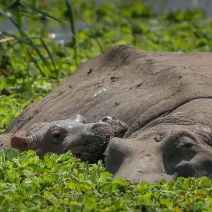 Explore 1-Day Lake Manyara Private Experience for 1 days with African Polecat Safaris and discover unforgettable experiences - Photo 3