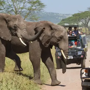 Explore 1-Day Lake Manyara Private Experience for 1 days with African Polecat Safaris and discover unforgettable experiences - Photo 4
