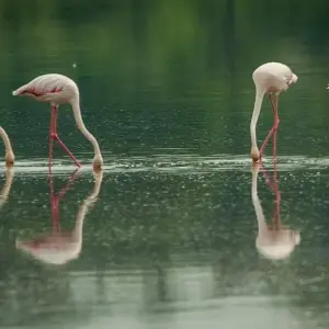 Explore 4-Days Private Midrange Safari from and to Zanzibar for 4 days with African Polecat Safaris and discover unforgettable experiences - Photo 9