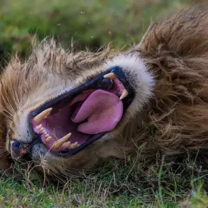 Explore 4-Days Private Midrange Safari from and to Zanzibar for 4 days with African Polecat Safaris and discover unforgettable experiences - Photo 11