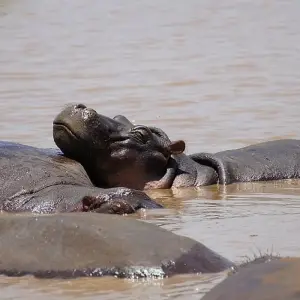 Explore 1-Day Lake Manyara Private Experience for 1 days with African Polecat Safaris and discover unforgettable experiences - Photo 6