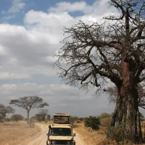 Explore 3-Days Tarangire & Ngorongoro Mid-Range Private Safari From & To Zanzibar for 3 days with African Polecat Safaris and discover unforgettable experiences - Photo 3