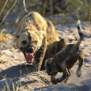 Explore 3-Days Private Camping Safari Visiting Serengeti and Ngorongoro National parks for 3 days with African Polecat Safaris and discover unforgettable experiences - Photo 3