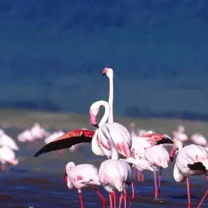 Explore 1-Day Lake Manyara Private Experience for 1 days with African Polecat Safaris and discover unforgettable experiences - Photo 8