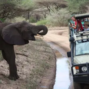 Explore 3-Days Tarangire & Ngorongoro Mid-Range Private Safari From & To Zanzibar for 3 days with African Polecat Safaris and discover unforgettable experiences - Photo 5