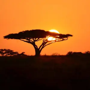 Explore 4-Days Camping Safari Visiting Tarangire, Ngorongoro and Serengeti National Parks for 4 days with African Polecat Safaris and discover unforgettable experiences - Photo 3