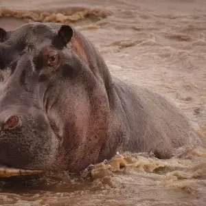 Explore 3-Days Tarangire & Ngorongoro Mid-Range Private Safari From & To Zanzibar for 3 days with African Polecat Safaris and discover unforgettable experiences - Photo 7