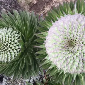 Explore Mountain Kilimanjaro Rongai Route 6/7 days ( less populated) for 6 days with African Polecat Safaris and discover unforgettable experiences - Photo 3