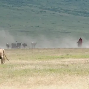 Explore 5-Days Private Budget Safari: Tarangire, Serengeti & Ngorongoro for 5 days with African Polecat Safaris and discover unforgettable experiences - Photo 2