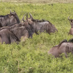 Explore 4-Days Camping Safari Visiting Tarangire, Ngorongoro and Serengeti National Parks for 4 days with African Polecat Safaris and discover unforgettable experiences - Photo 7