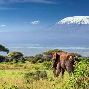 Explore Mount Kilimanjaro 8 Days Lemosho route ( our favorite route) for 8 days with African Polecat Safaris and discover unforgettable experiences - Photo 2