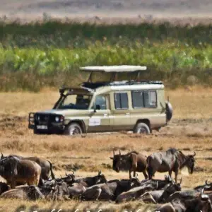 Explore 4-Days Camping Safari Visiting Tarangire, Ngorongoro and Serengeti National Parks for 4 days with African Polecat Safaris and discover unforgettable experiences - Photo 8