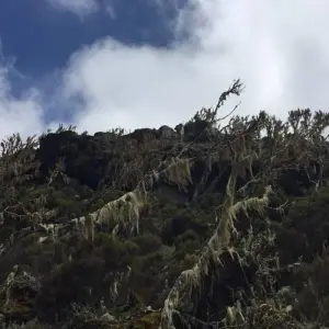 Explore Mountain Kilimanjaro Rongai Route 6/7 days ( less populated) for 6 days with African Polecat Safaris and discover unforgettable experiences - Photo 6