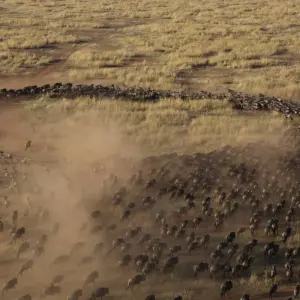 Explore 4-Day Serengeti Migration Private Luxury Safari From & To Zanzibar for 4 days with African Polecat Safaris and discover unforgettable experiences - Photo 10