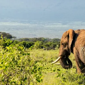 Explore Mount Kilimanjaro 8 Days Lemosho route ( our favorite route) for 8 days with African Polecat Safaris and discover unforgettable experiences - Photo 3