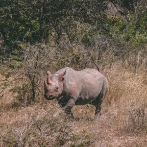 Explore 7-Days Private Midrange Safari: Serengeti & Mt Kilimanjaro Hike for 7 days with African Polecat Safaris and discover unforgettable experiences - Photo 4