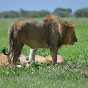 Explore 4-Days Private Luxury Safari Visiting Iconic National parks for 4 days with African Polecat Safaris and discover unforgettable experiences - Photo 2