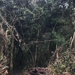 Explore Mount Kilimanjaro Day hike for 1 days with African Polecat Safaris and discover unforgettable experiences - Photo 7