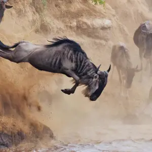 Explore 9-Days Private Safari visiting all National Parks luxury Tour for 9 days with African Polecat Safaris and discover unforgettable experiences - Photo 2