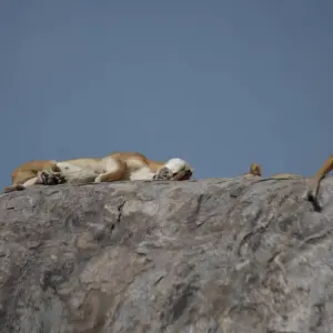 Explore 4-Days Private Luxury Safari Visiting Iconic National parks for 4 days with African Polecat Safaris and discover unforgettable experiences - Photo 3